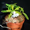 Cattleya aclandiae var. alba 'Valley Isle' × self